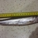 European smelt