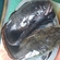 Burbot