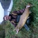 Atlantic salmon