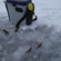 Eurasian perch