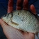 Prussian carp