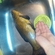 Tench