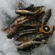 Eurasian perch