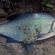 Carp bream