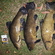 Tench