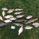 Tench