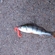 Eurasian perch