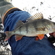 Eurasian perch