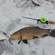 Tench