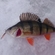 Eurasian perch