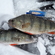 Eurasian perch