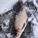 Carp bream