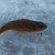 Ruffe