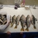 Eurasian perch