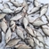 Silver Bream