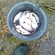 Silver Bream