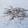 Carp bream