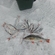 Roach