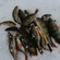 Eurasian perch