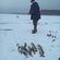 Eurasian perch