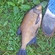 Carp bream