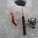 Eurasian perch