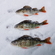 Eurasian perch