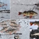 Eurasian perch