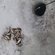 Roach