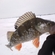 Eurasian perch