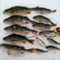 Eurasian perch