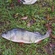 Eurasian perch