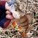 Eurasian perch