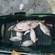 Roach