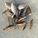 Prussian carp