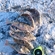 Eurasian perch