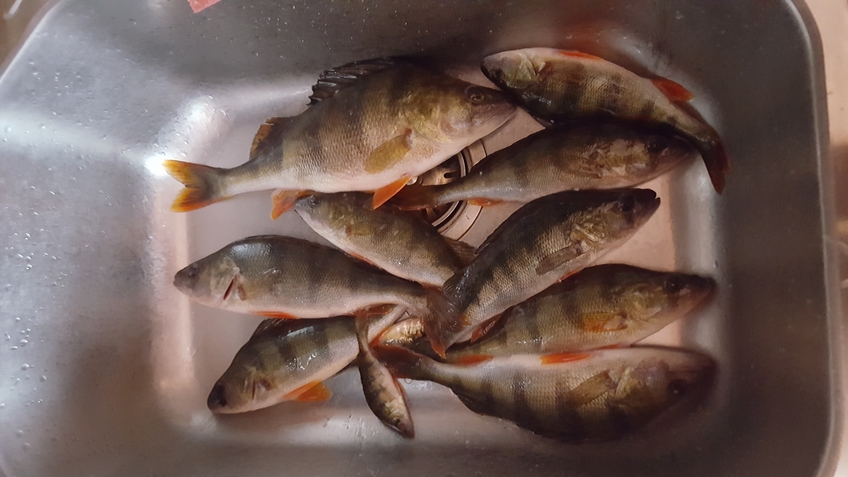 Eurasian perch