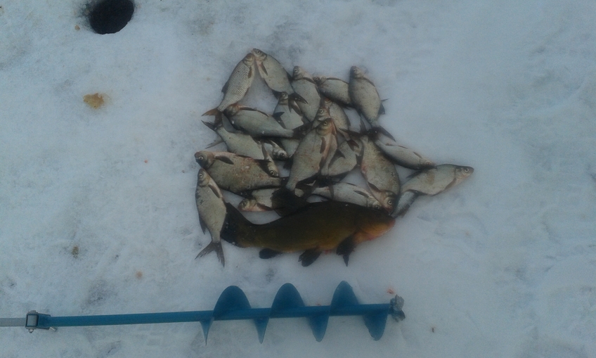 Tench