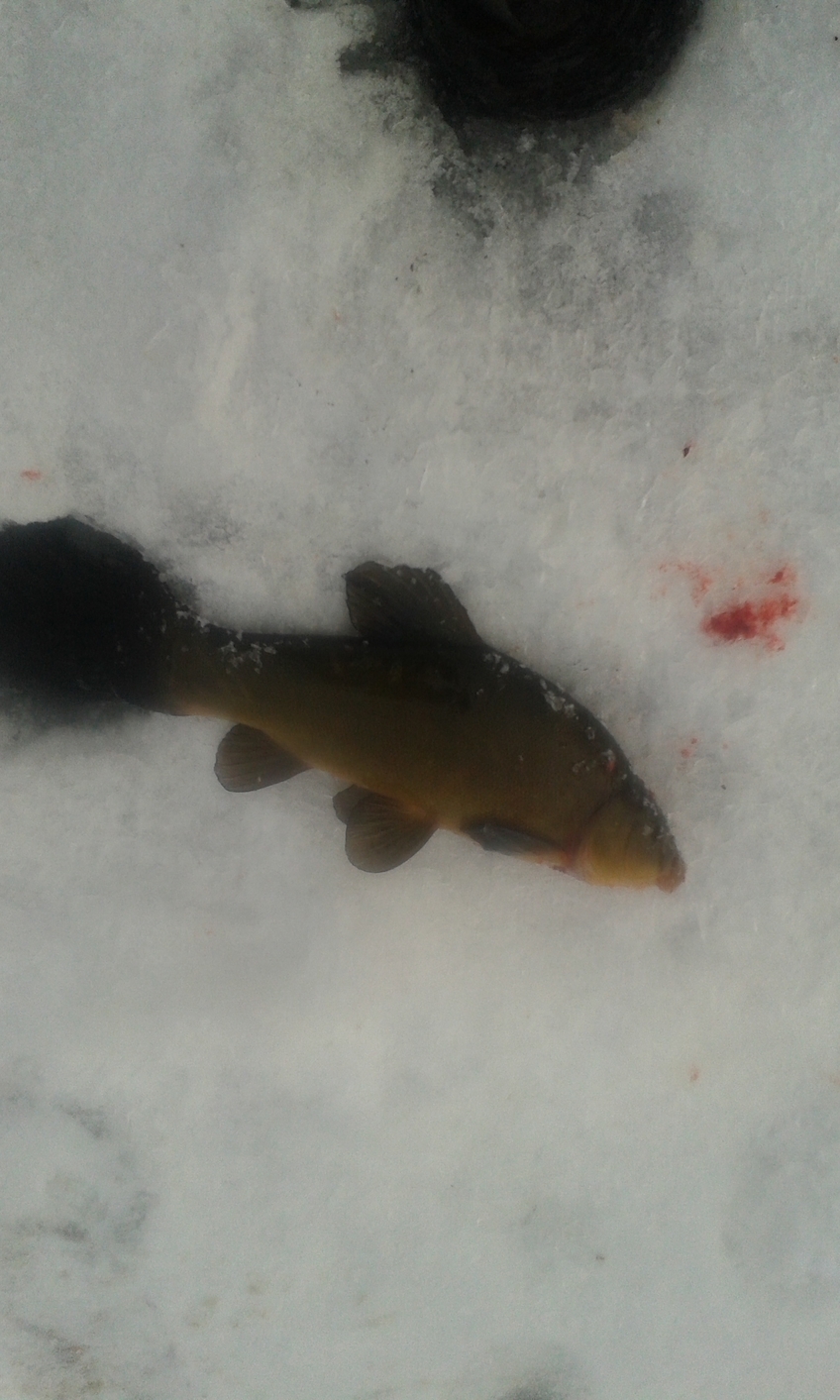 Tench