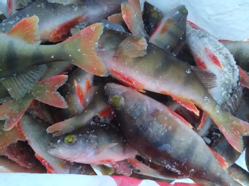 Eurasian perch