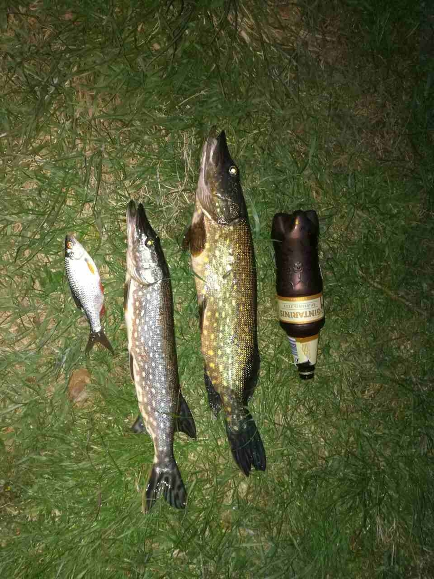 Northern Pike