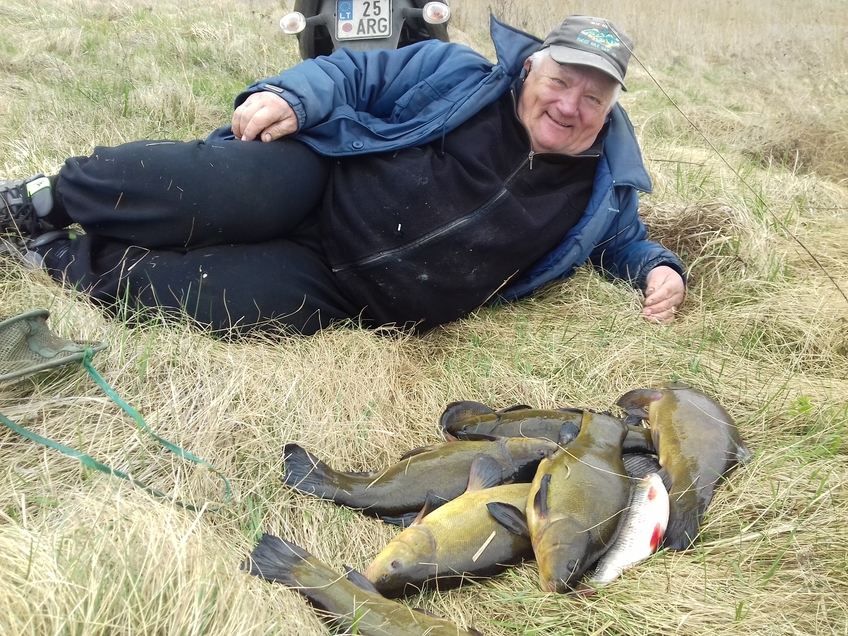 Tench