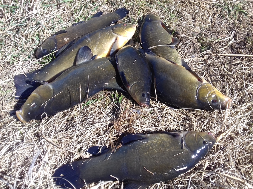 Tench