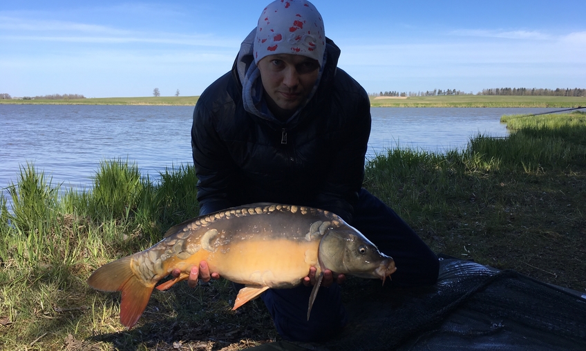 Carp