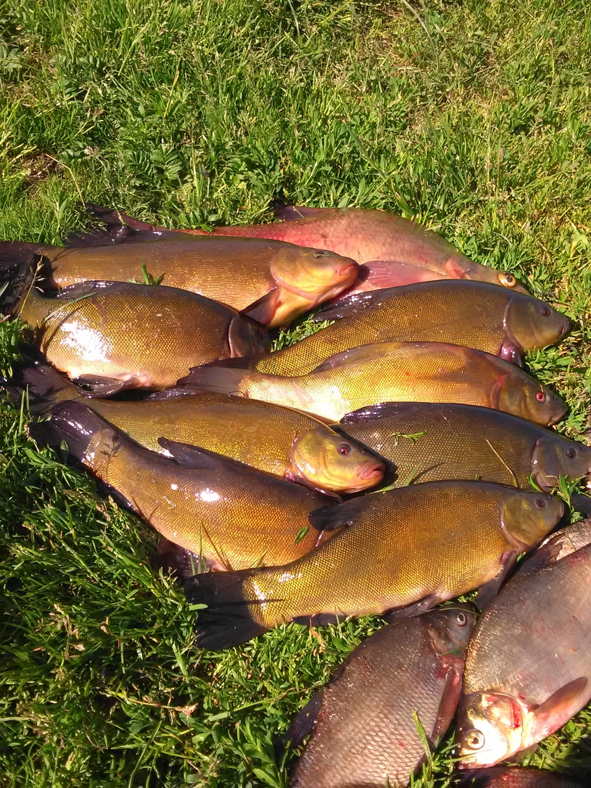 Tench