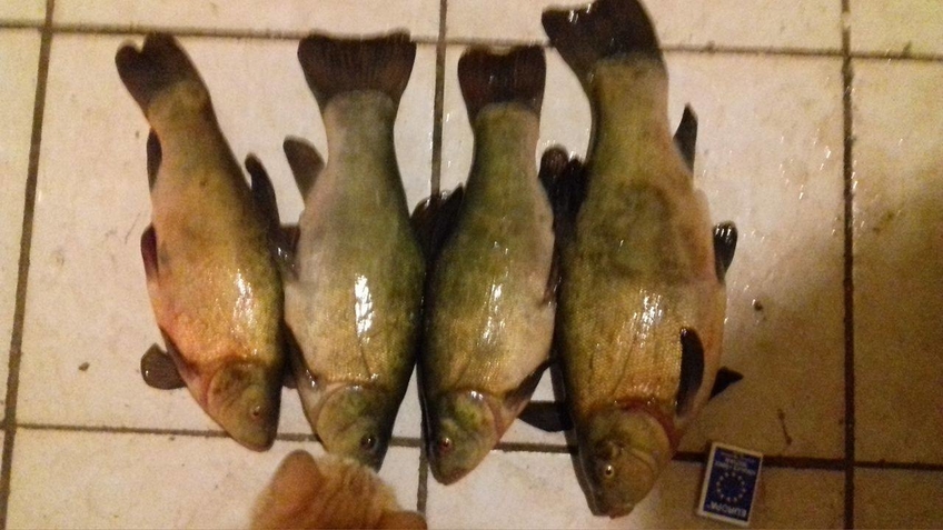 Tench