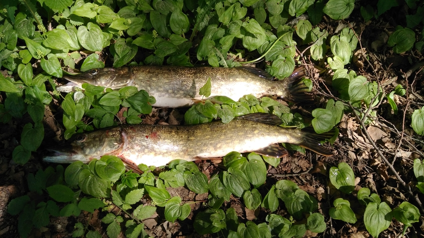 Northern Pike