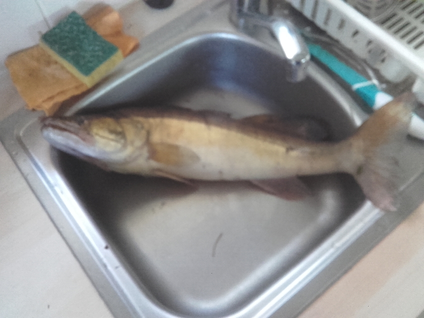 Pike perch