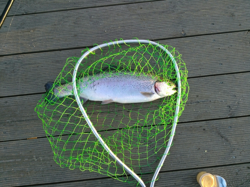 Ocean Trout