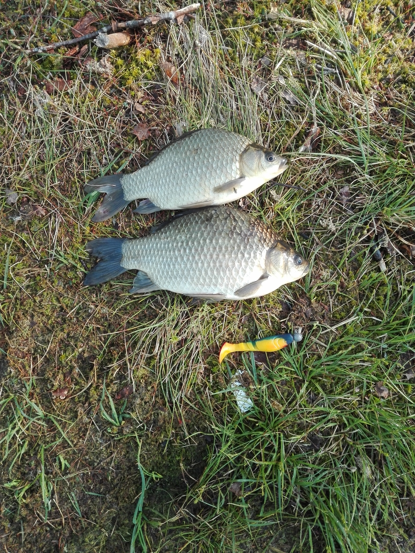 Prussian carp